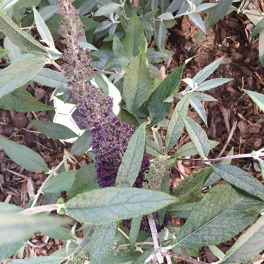 Buddleja davidii 'Tobudmidni' (Buzz Series) syn. Buddleja davidii 'Buzz Midnight'