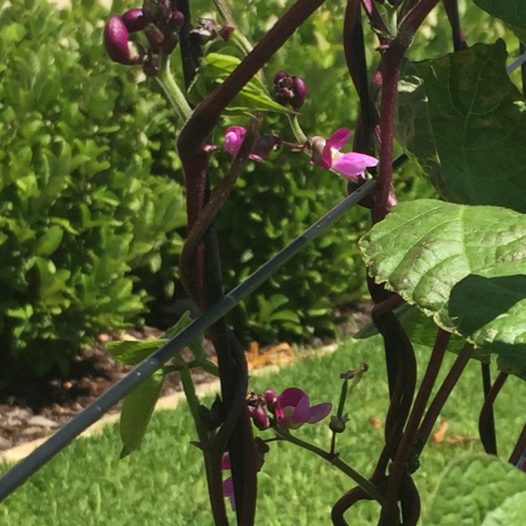 Plant image Phaseolus vulgaris 'Purple King'