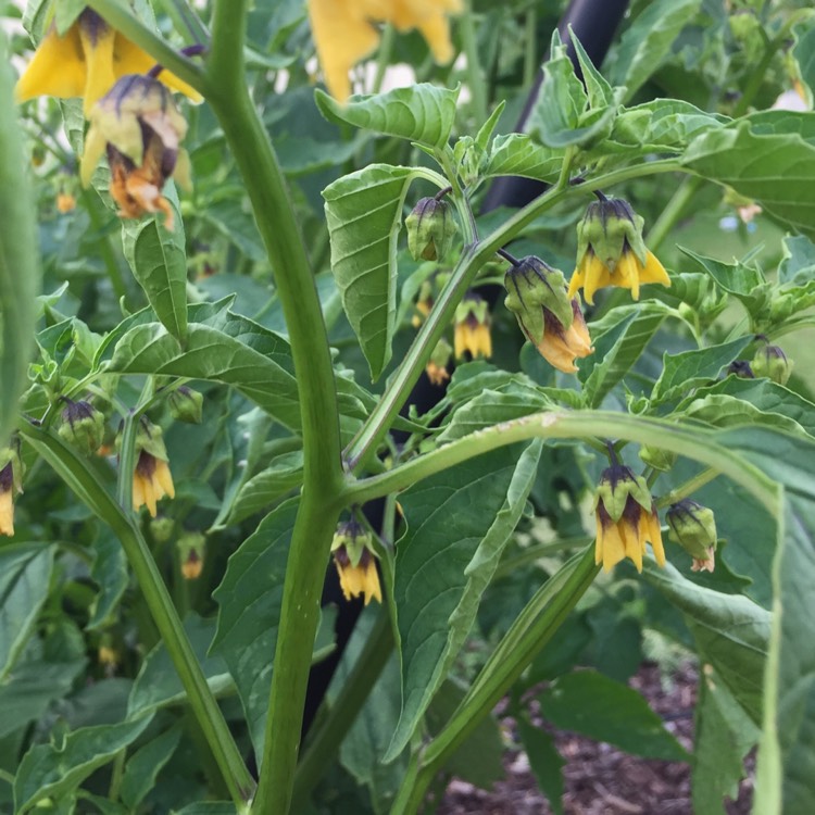 Plant image Physalis philadelphica 'Verde'