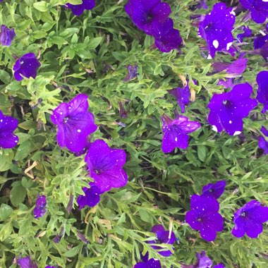 Petunia 'Starry Night'