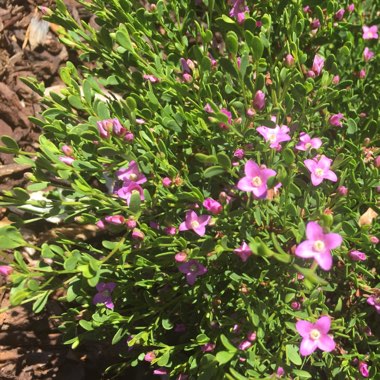 Boronia crenulata