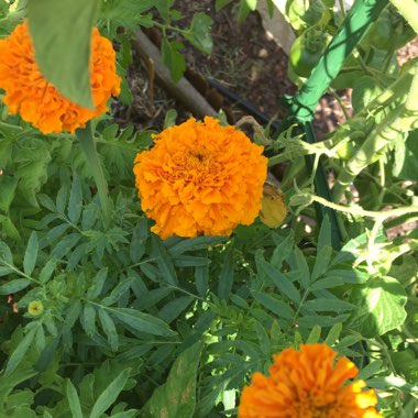 African Marigold