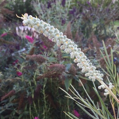 Grevillea 'Moonlight'