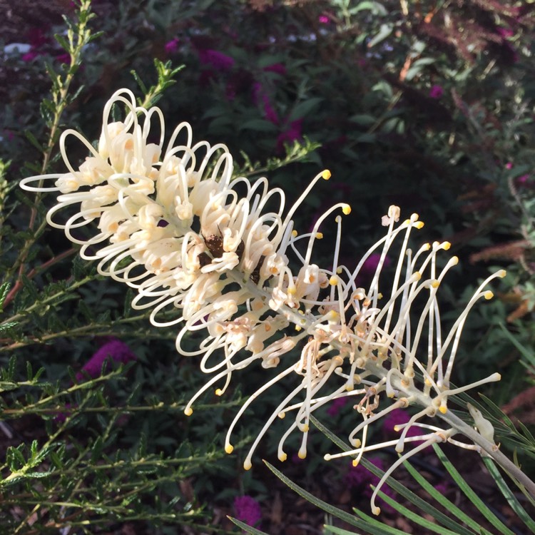 Plant image Grevillea 'Moonlight'