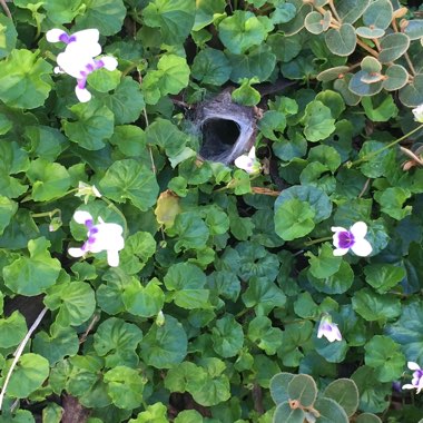 Viola hederacea