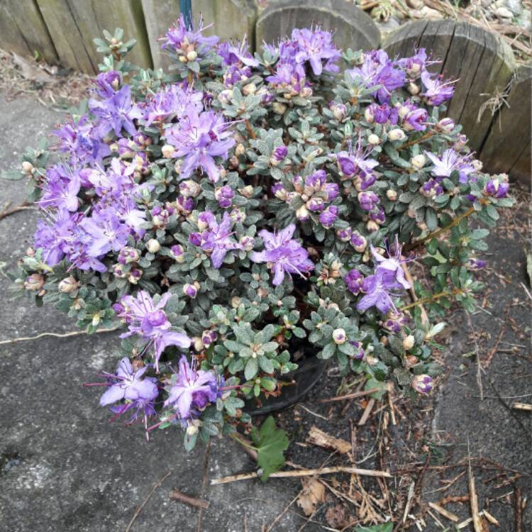 Plant image Rhododendron impeditum