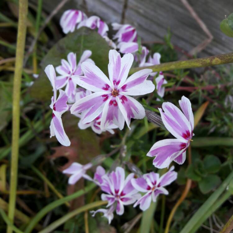 Plant image Phlox subulata