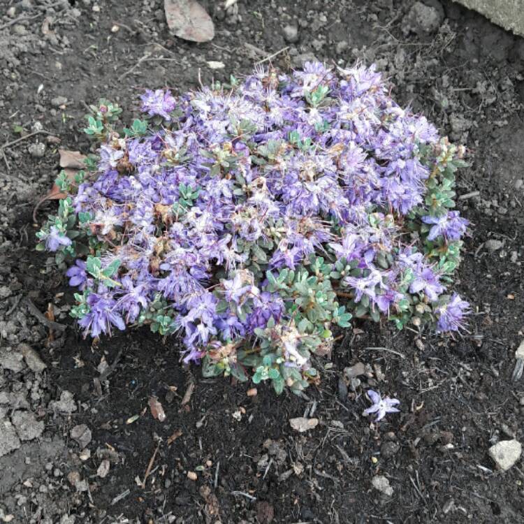 plant image 406065