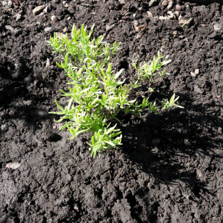 Plant image Lavandula stoechas 'Florvendula Deep Purple' (Little Bee Series) syn. Lavandula stoechas 'Little Bee Deep Purple'