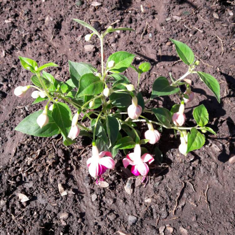 Plant image Fuchsia 'Carmel Blue'