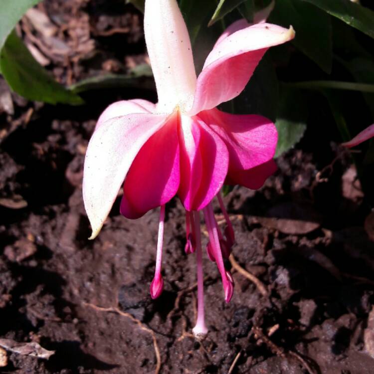 Plant image Fuchsia 'Carmel Blue'