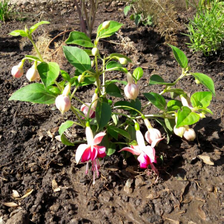 Plant image Fuchsia 'Carmel Blue'