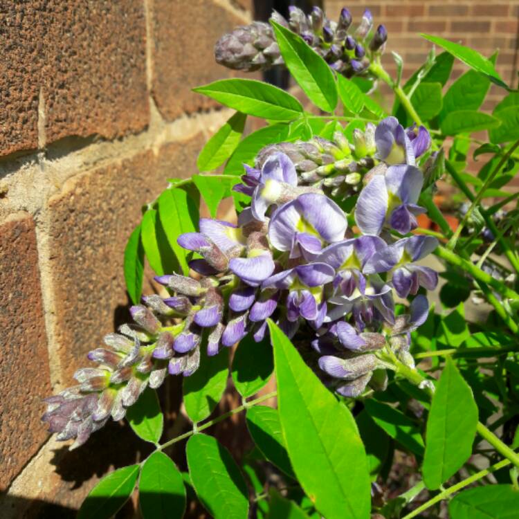 Plant image Wisteria frutescens 'Amethyst Falls'