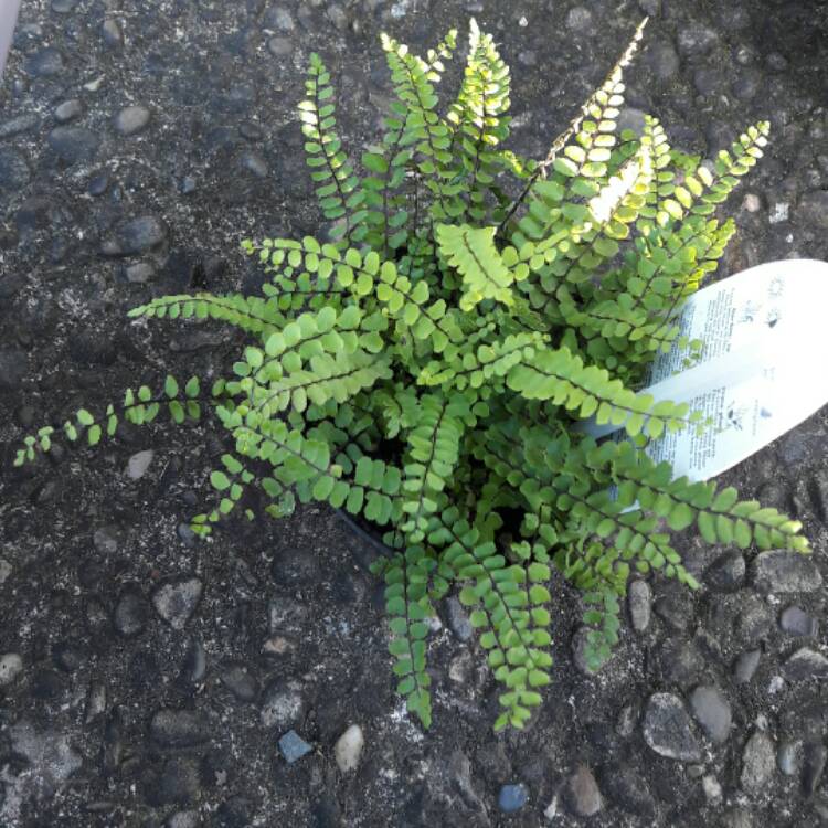 Plant image Asplenium trichomanes