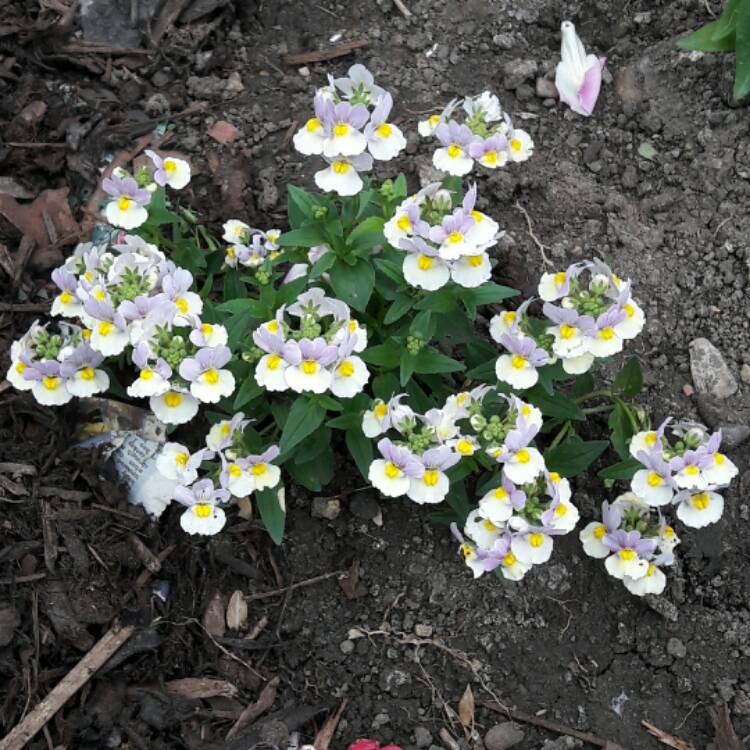 Plant image Nemesia 'Easter Bonnet'