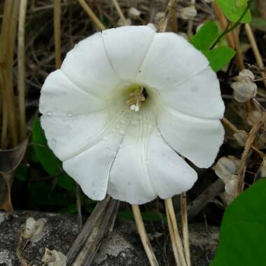 Calystegia sepium