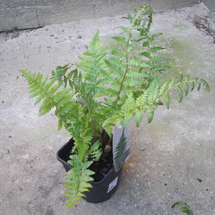 Plant image Dryopteris filix-mas