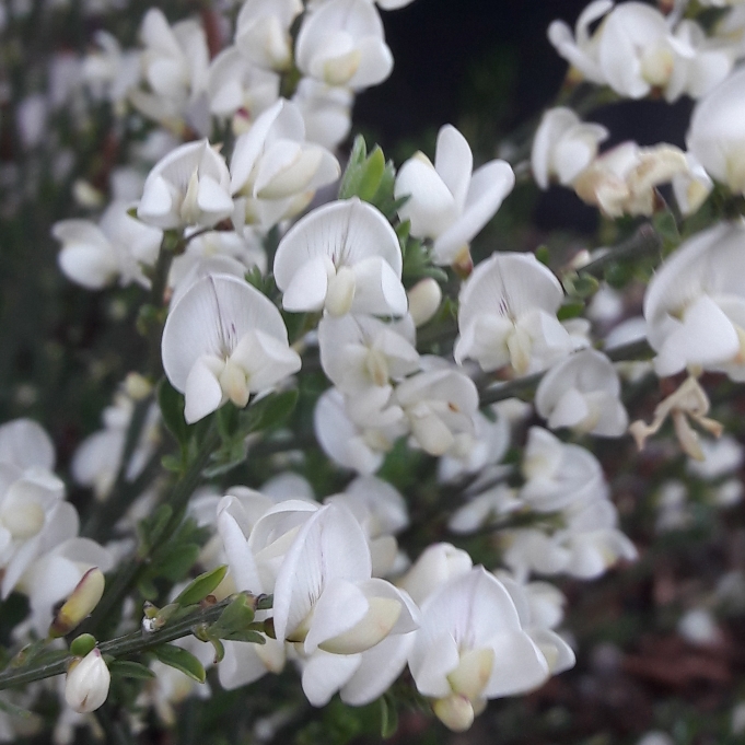 Plant image Cytisus x praecox 'Albus'