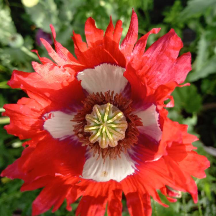 Plant image Papaver somniferum 'Drama Queen'