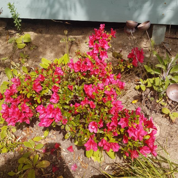 Plant image Rhododendron 'Elizabeth'