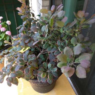 Cotinus coggygria 'Royal Purple'