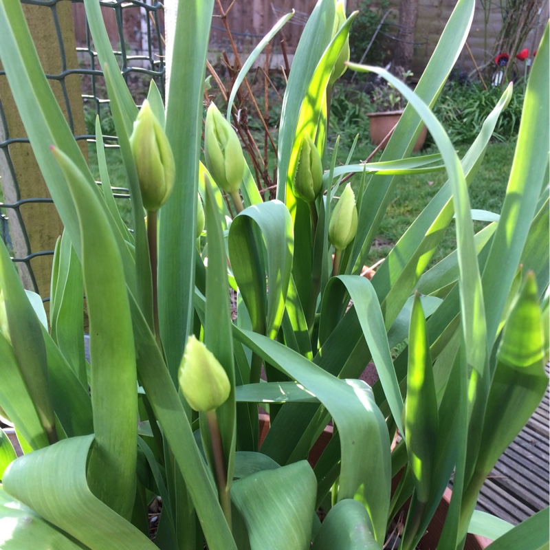 Plant image Tulipa 'Spring Green'