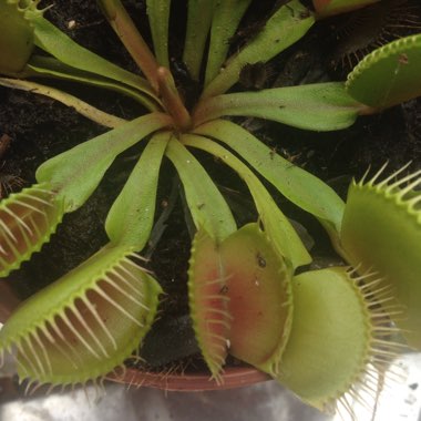 Venus Fly Trap