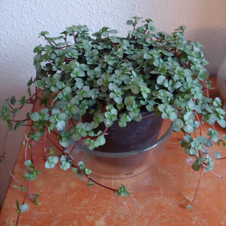 Plant image Pilea Glauca