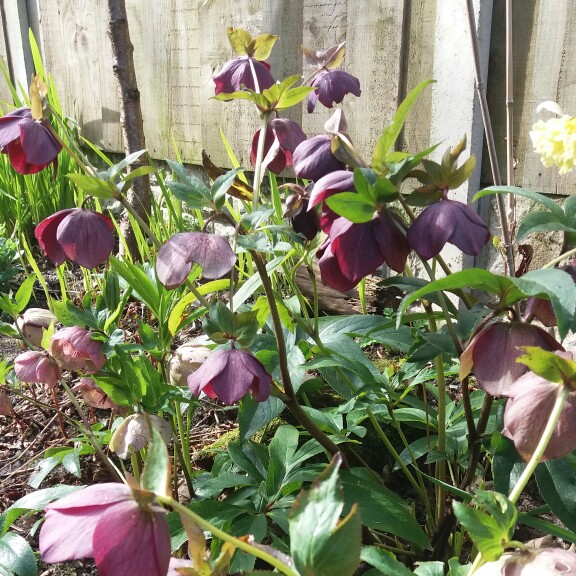 Plant image Helleborus x hybridus 'Queen Of The Night' (Queen Series)