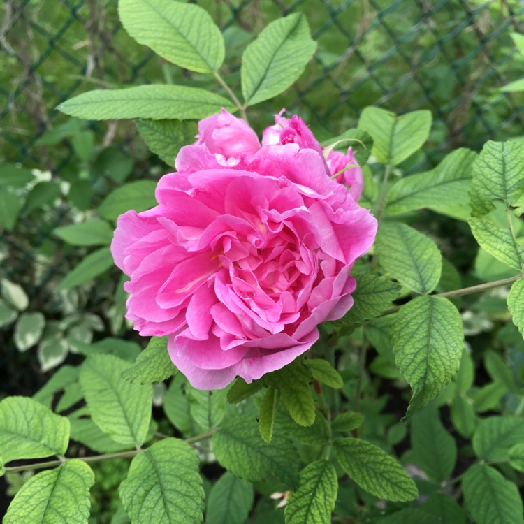 Plant image Rosa 'Poulyc006' syn. Rosa 'Boogie-Woogie'