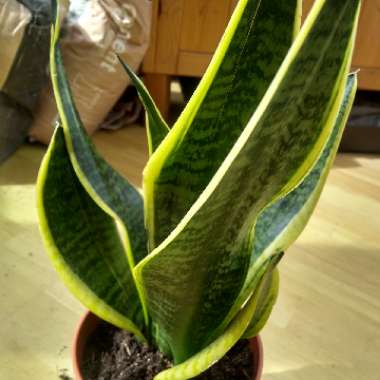 Sansevieria 'Goldflame'