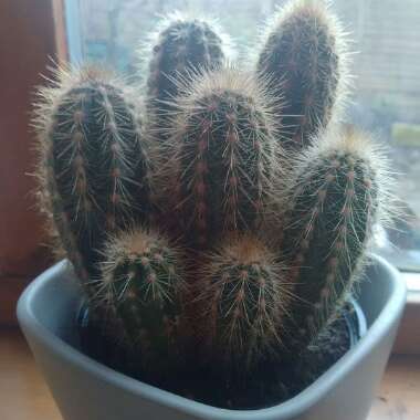 Pilosocereus pachycladus