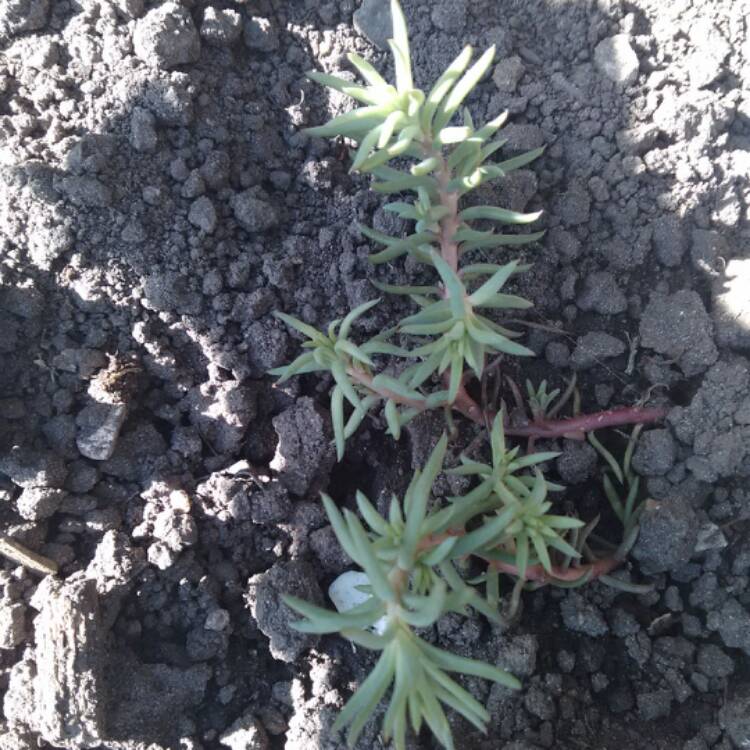 Plant image Sedum Rupestre