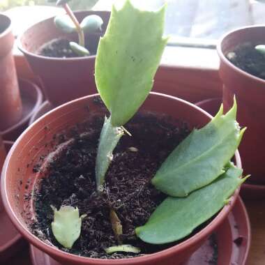 Schlumbergera truncata