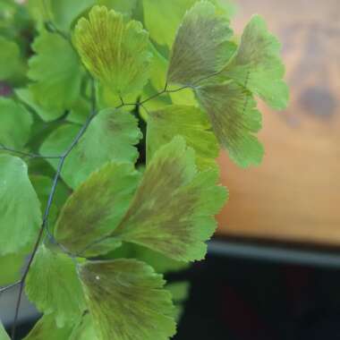 Adiantum Mairisii