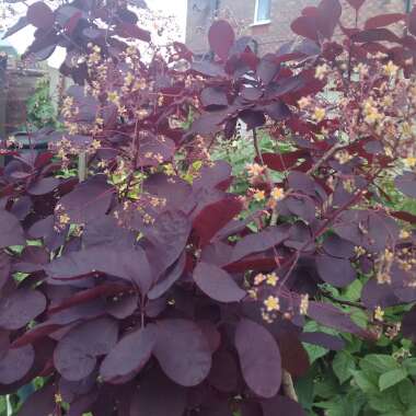 Cotinus