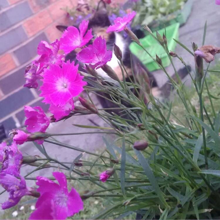 Plant image Dianthus 'Kahori'