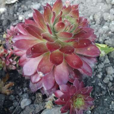 Sempervivum Rubin