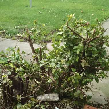 Euonymus japonica 'Aureo-marginata'