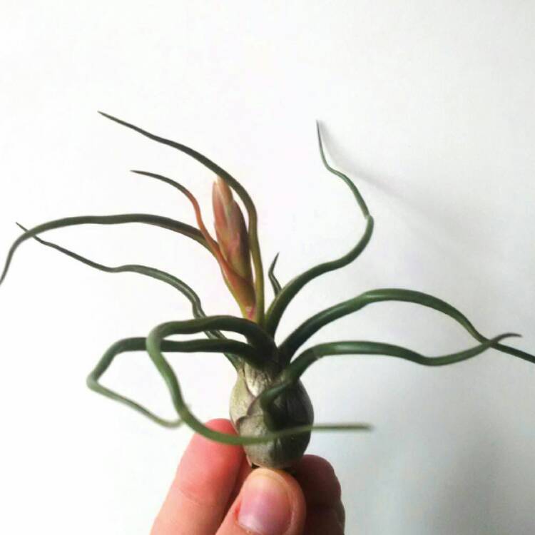 Plant image Tillandsia bulbosa