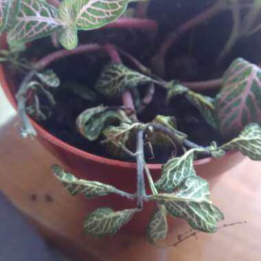 Fittonia argyroneura syn. Fittonia verschaffeltii