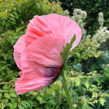 Papaver orientale 'Queen Alexandra' syn. Papaver orientale 'Königin Alexandra'