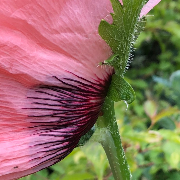 Plant image Papaver orientale 'Queen Alexandra' syn. Papaver orientale 'Königin Alexandra'