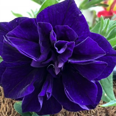 Petunia tumbelina 'Maria'