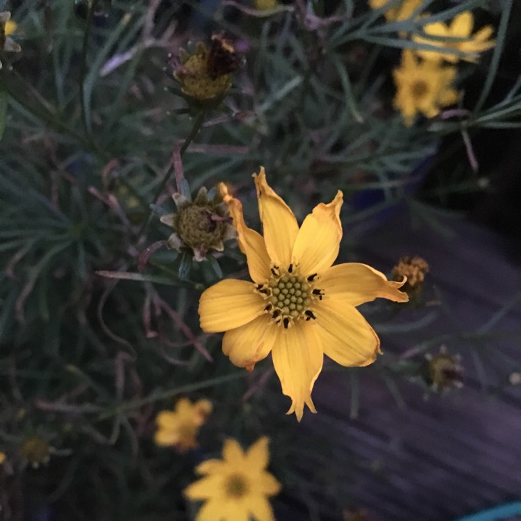 Plant image Coreopsis verticillata 'Moonbeam'