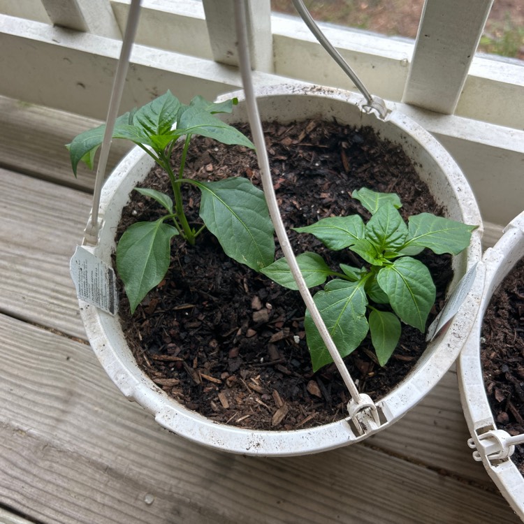 Plant image Jalapeno pepper Plant