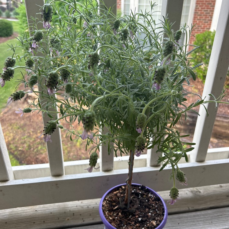 Plant image Lavandula 'Felicia'