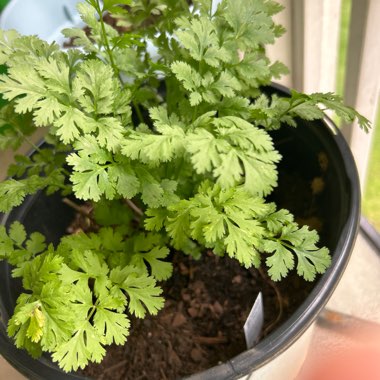 Coriandrum Sativum 'Calypso'