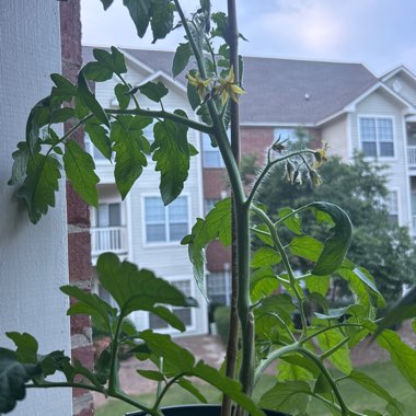 Solanum lycopersicum 'Patio'