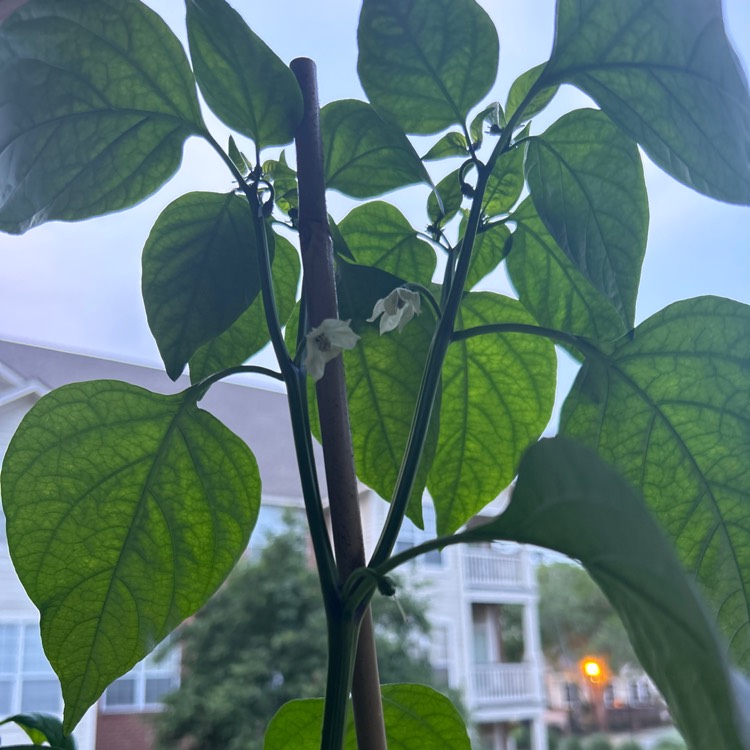 Plant image Jalapeno pepper Plant